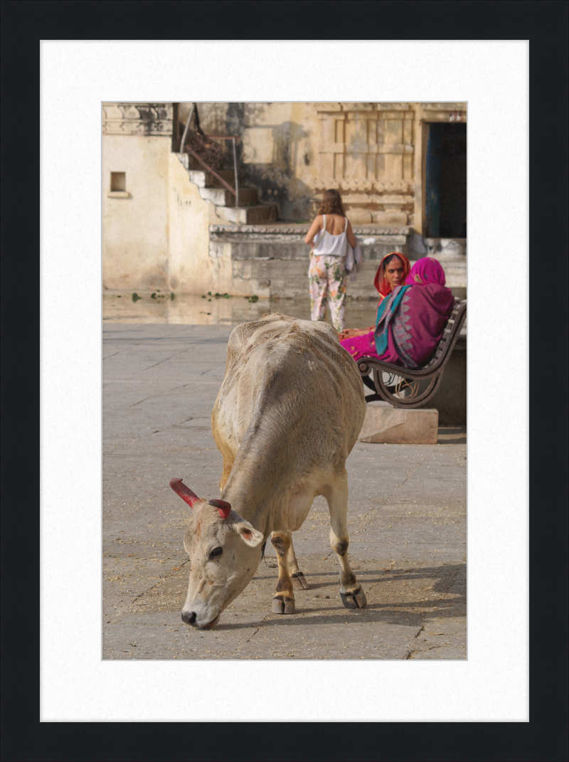 A cow on a Street of Udaipur, India - Great Pictures Framed