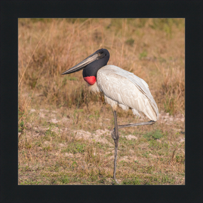 Jabiru (Jabiru mycteria) - Great Pictures Framed