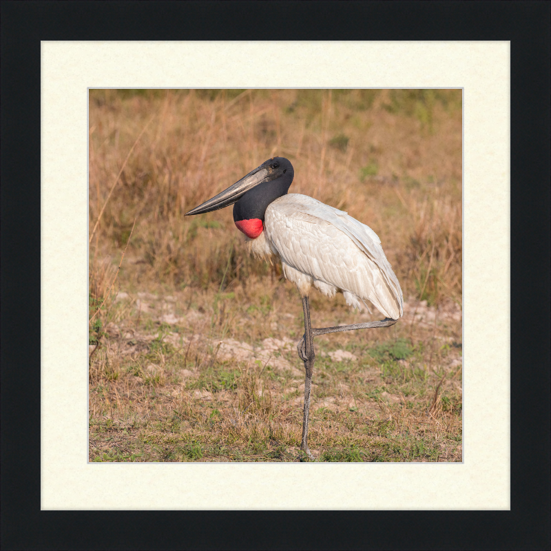 Jabiru (Jabiru mycteria) - Great Pictures Framed