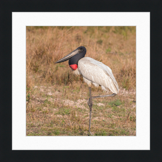Jabiru (Jabiru mycteria) - Great Pictures Framed