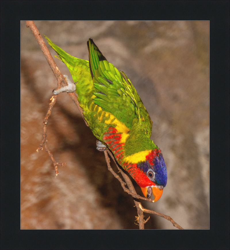 Trichoglossus Ornatus - Great Pictures Framed