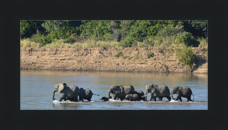 Loxodonta africana South Luangwa National Park (1) - Great Pictures Framed