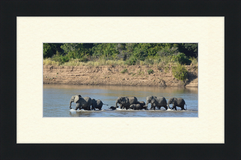Loxodonta africana South Luangwa National Park (1) - Great Pictures Framed
