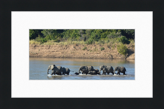 Loxodonta africana South Luangwa National Park (1) - Great Pictures Framed