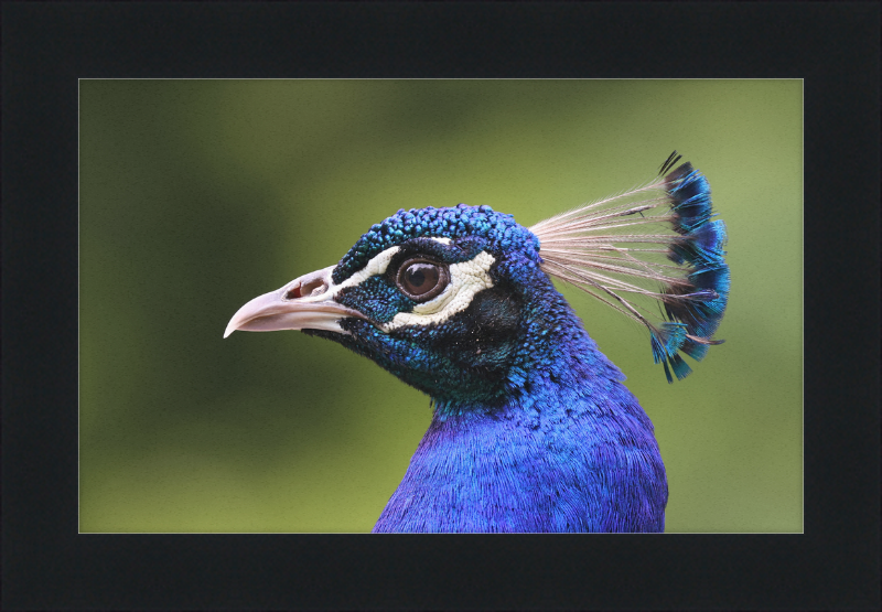 Portrait of an Indian Peafowl - Great Pictures Framed