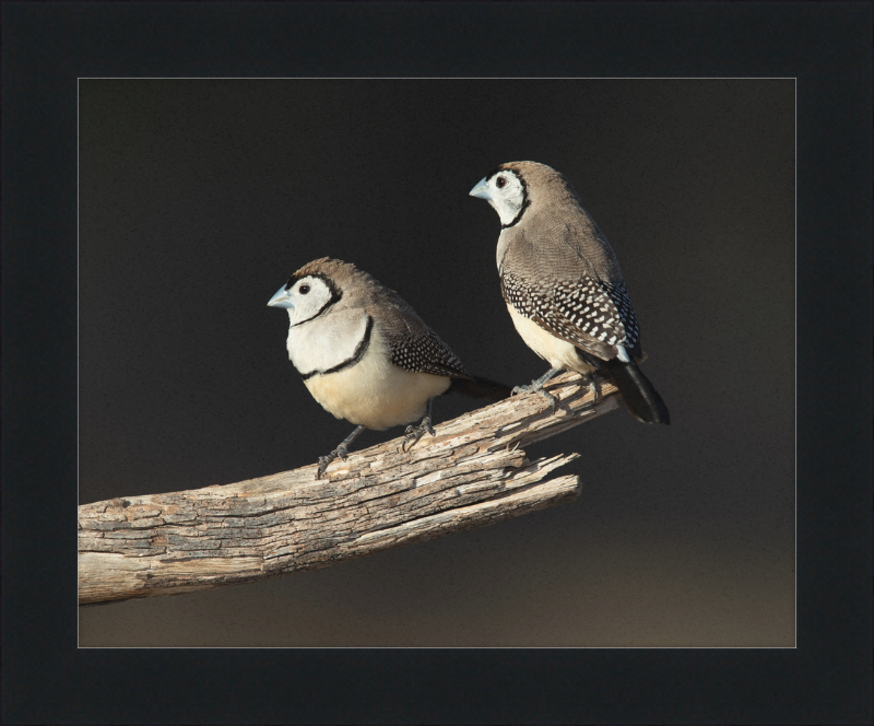 Taeniopygia bichenovii - Glen Alice - Great Pictures Framed
