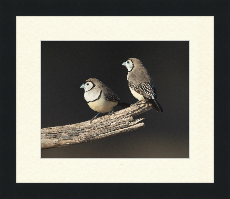Taeniopygia bichenovii - Glen Alice - Great Pictures Framed