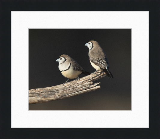 Taeniopygia bichenovii - Glen Alice - Great Pictures Framed