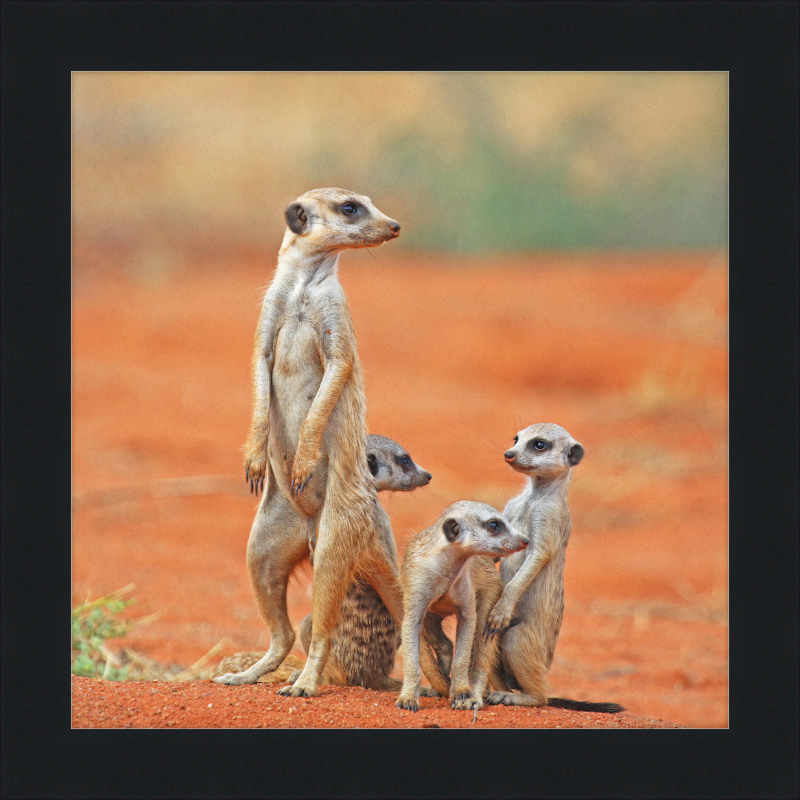 Meerkat (Suricata suricatta) with 3 Young - Great Pictures Framed