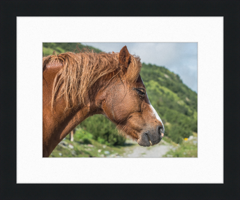 Galtar - Pferdekopf - Great Pictures Framed
