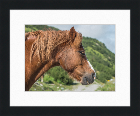 Galtar - Pferdekopf - Great Pictures Framed