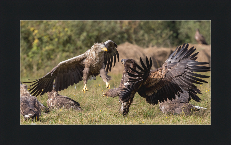 Fighting White-Tailed Eagles - Great Pictures Framed