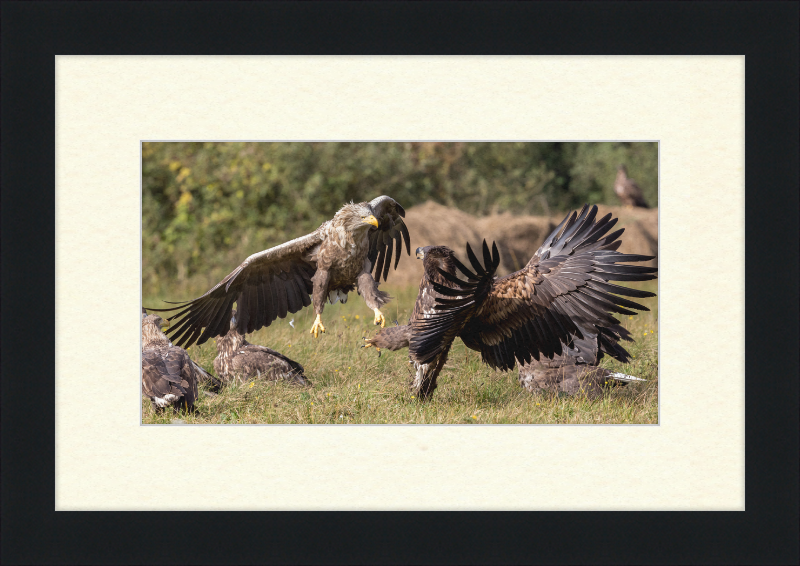 Fighting White-Tailed Eagles - Great Pictures Framed
