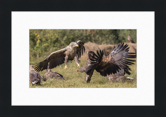 Fighting White-Tailed Eagles - Great Pictures Framed