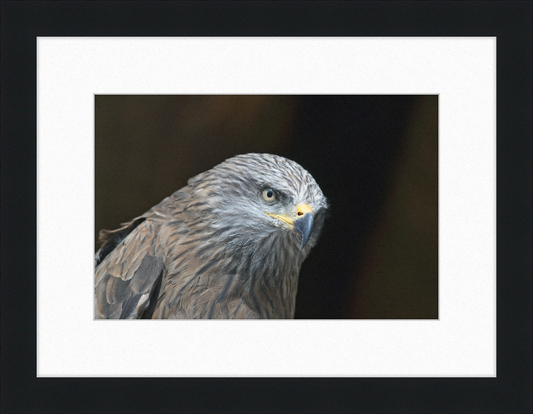 Milvus migrans - Great Pictures Framed