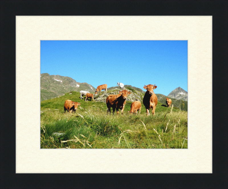 Ariege's Cows - Great Pictures Framed