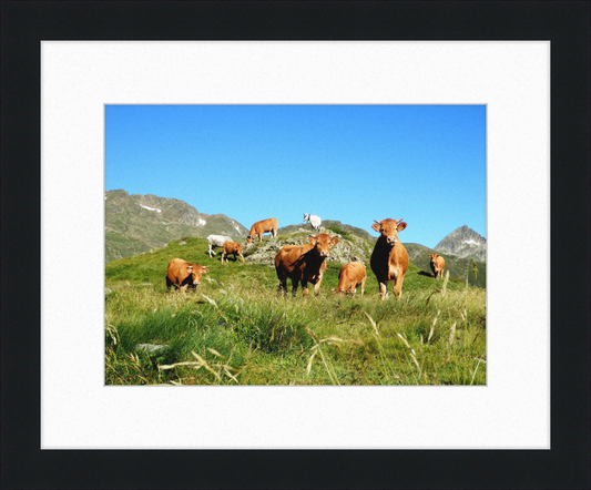 Ariege's Cows - Great Pictures Framed