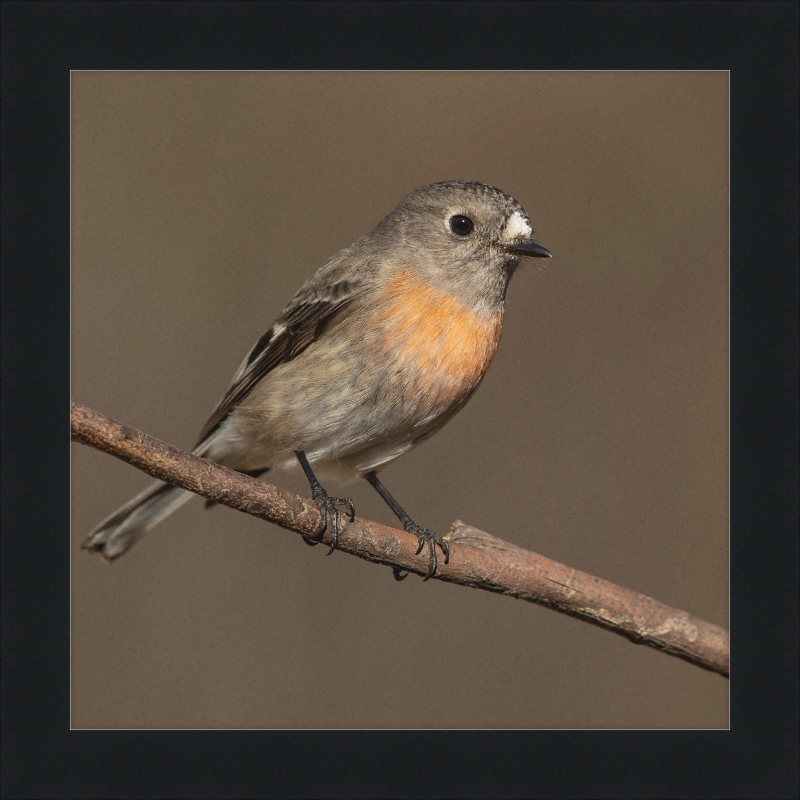 Scarlet Robin female - Blackheath - Great Pictures Framed