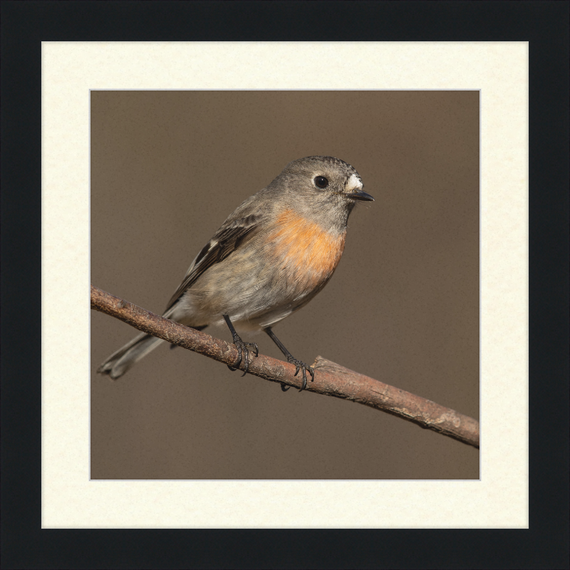 Scarlet Robin female - Blackheath - Great Pictures Framed