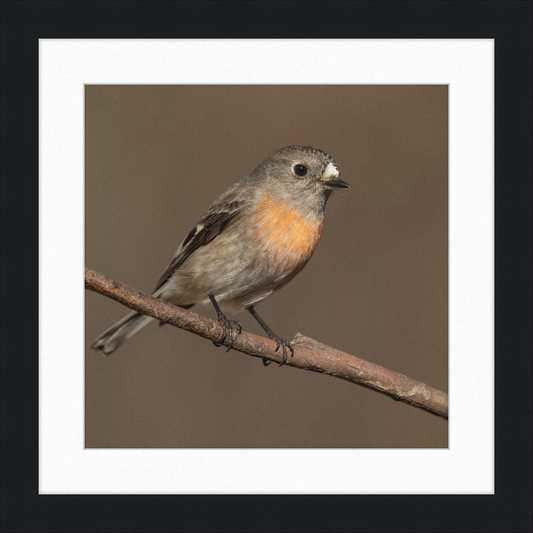 Scarlet Robin female - Blackheath - Great Pictures Framed