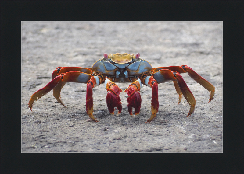 Sally Lightfoot Crab - Great Pictures Framed