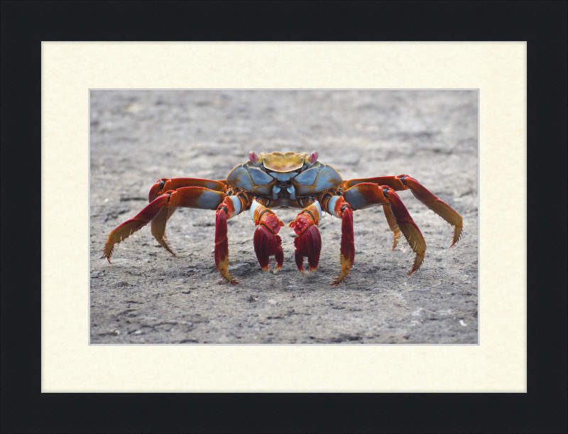 Sally Lightfoot Crab - Great Pictures Framed