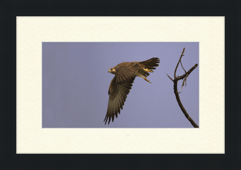 Laggar Falcon in Flight - Great Pictures Framed