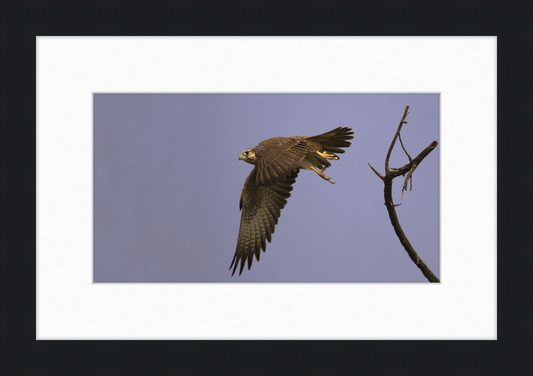 Laggar Falcon in Flight - Great Pictures Framed