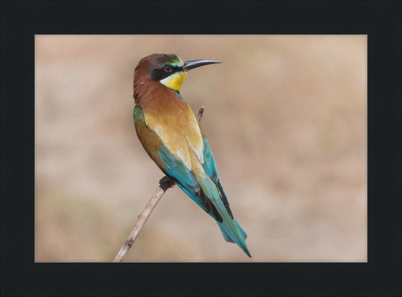 European Bee-eater - Great Pictures Framed