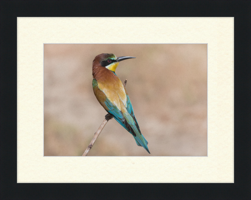 European Bee-eater - Great Pictures Framed