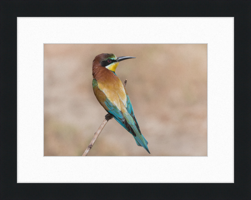 European Bee-eater - Great Pictures Framed