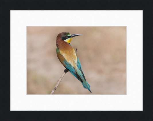 European Bee-eater - Great Pictures Framed