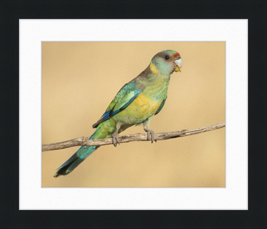 Mallee ringneck - Patchewollock Conservation Reserve - Great Pictures Framed