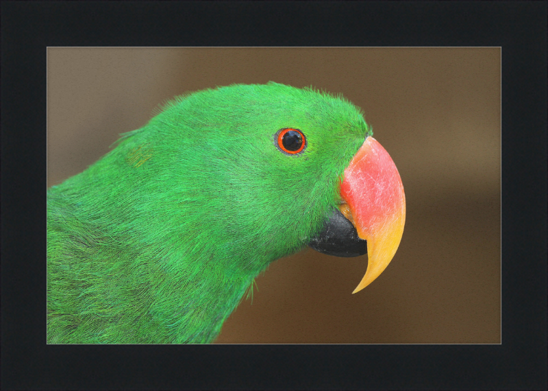 Eclectus Roratus - Great Pictures Framed