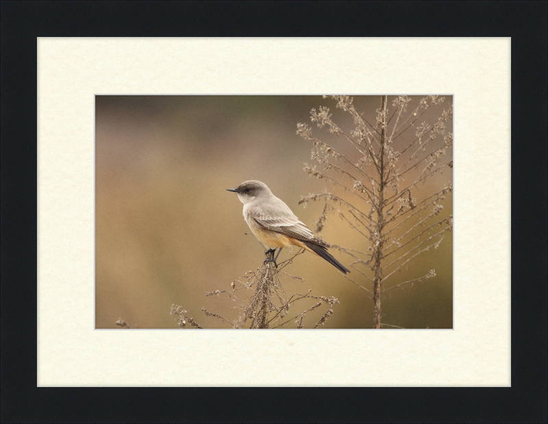 Sayornis Saya - Great Pictures Framed