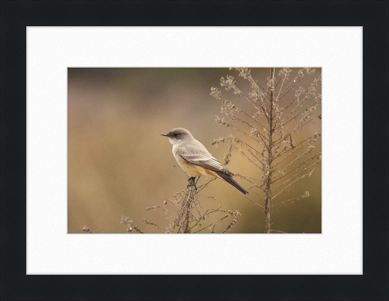 Sayornis Saya - Great Pictures Framed