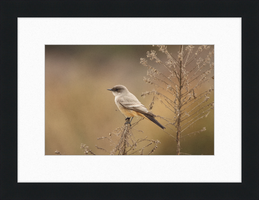 Sayornis Saya - Great Pictures Framed