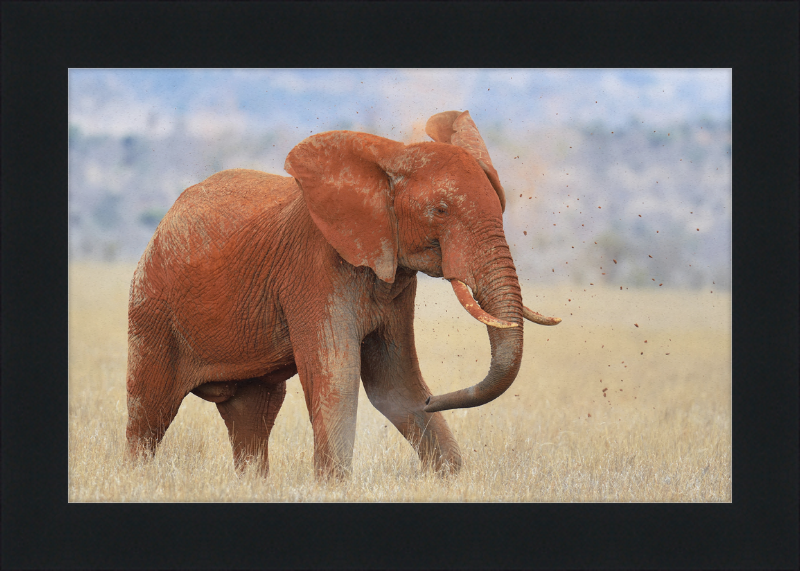 Red Elephant in Dirt - Great Pictures Framed