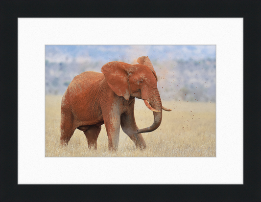 Red Elephant in Dirt - Great Pictures Framed
