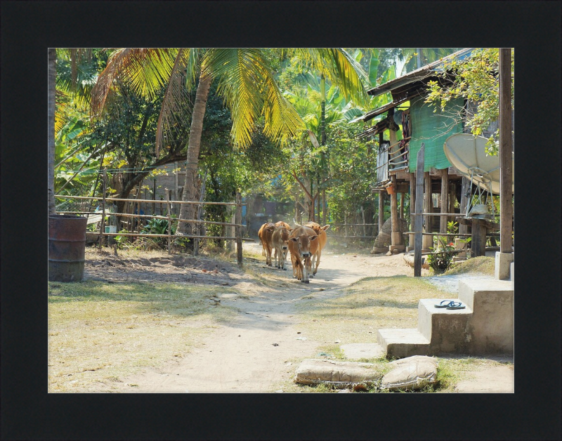 Ile de KHONG in Laos - Great Pictures Framed