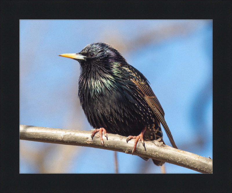European Starling - Great Pictures Framed