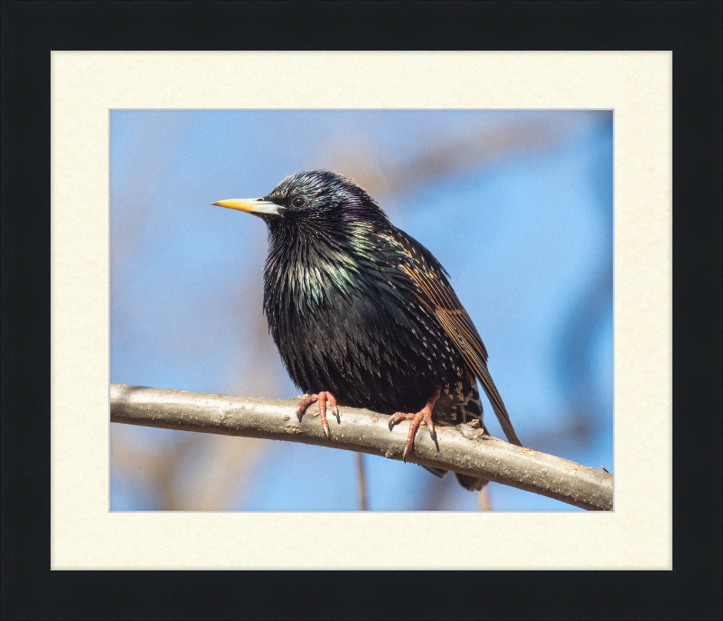 European Starling - Great Pictures Framed