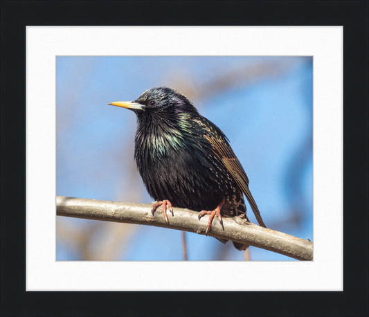 European Starling - Great Pictures Framed