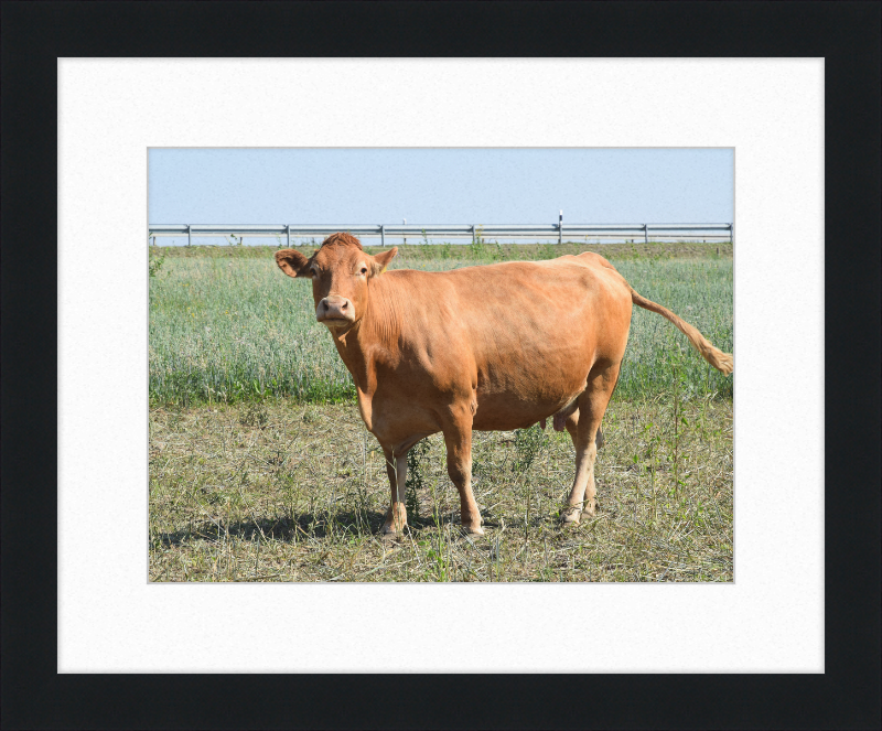 Rinder Ebsdorfergrund 1 - Great Pictures Framed