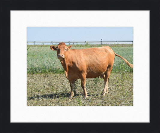 Rinder Ebsdorfergrund 1 - Great Pictures Framed