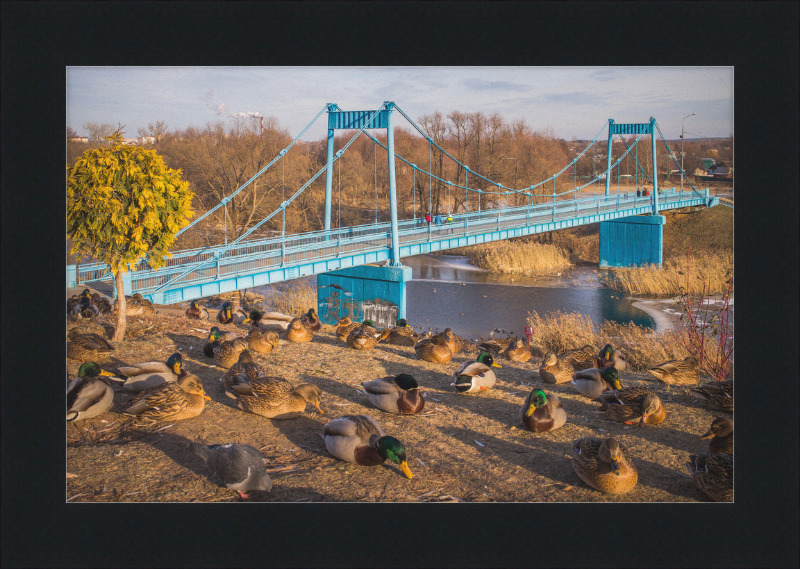 Ducks on the Embankment - Great Pictures Framed