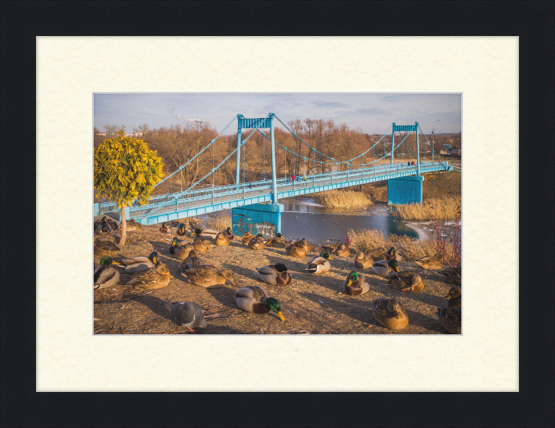 Ducks on the Embankment - Great Pictures Framed