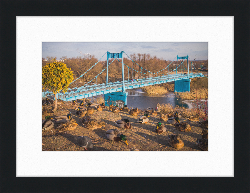 Ducks on the Embankment - Great Pictures Framed