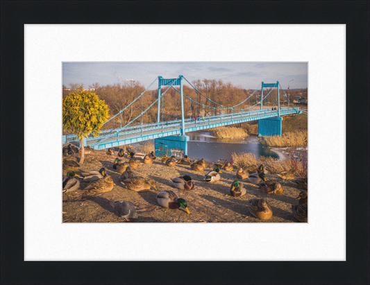 Ducks on the Embankment - Great Pictures Framed