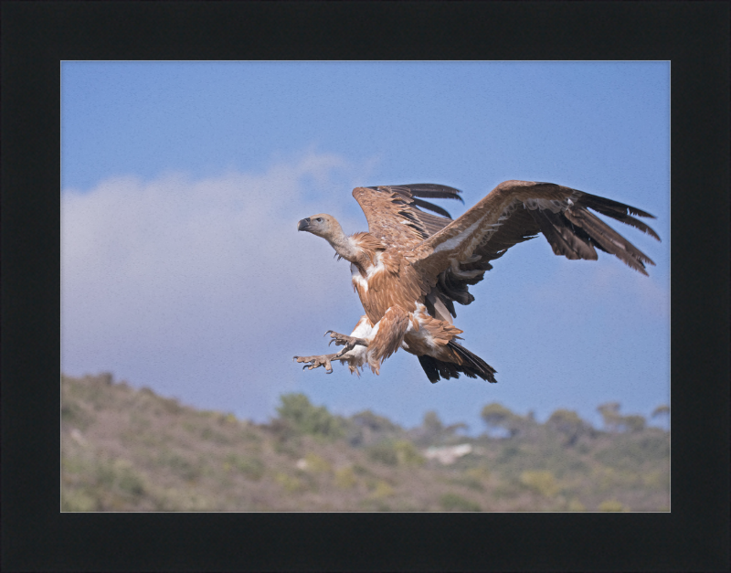 The Flight of a Griffon - Great Pictures Framed